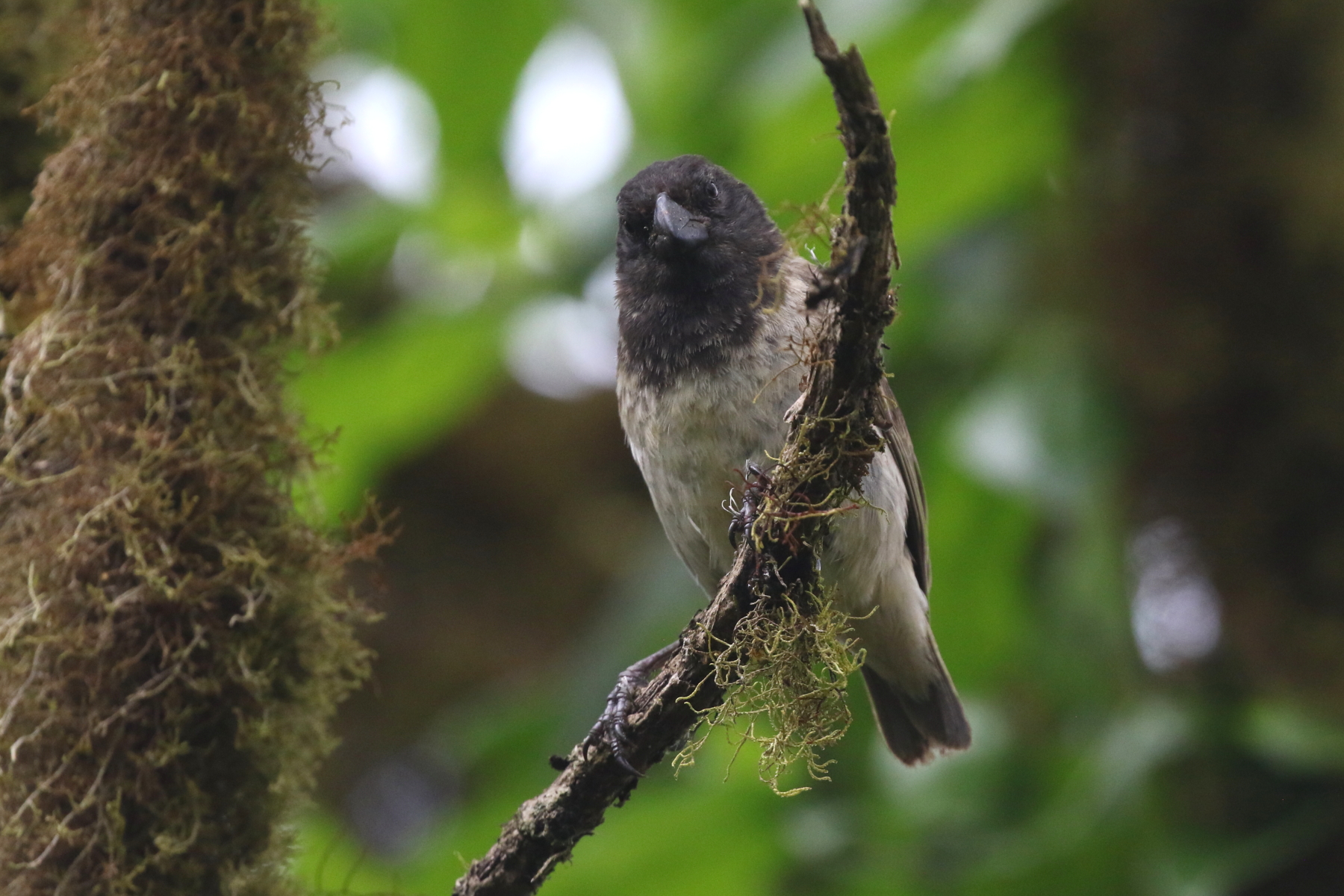 Large Tree Finch (image by János Oláh)