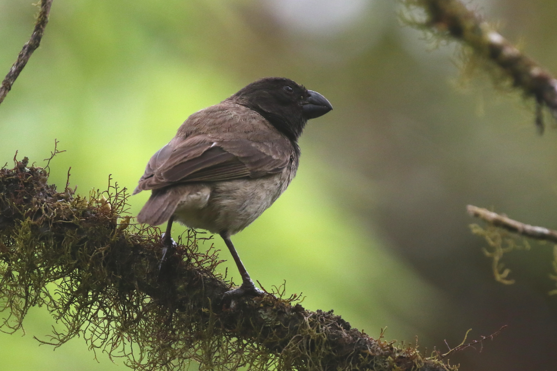 Large Tree Finch (image by János Oláh