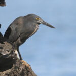 Lava Heron (image by János Oláh)