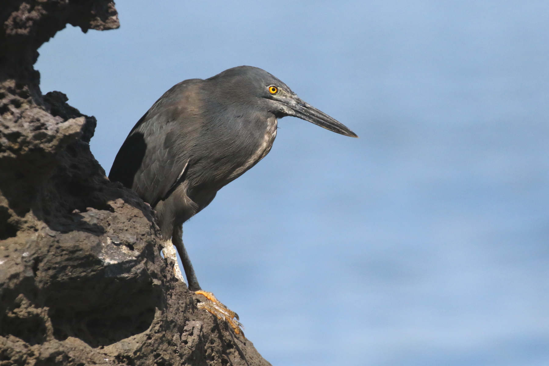 Lava Heron (image by János Oláh)
