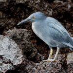 Lava Heron (image by János Oláh)