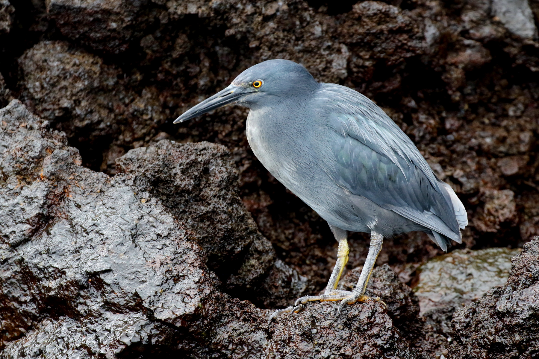 Lava Heron (image by János Oláh)