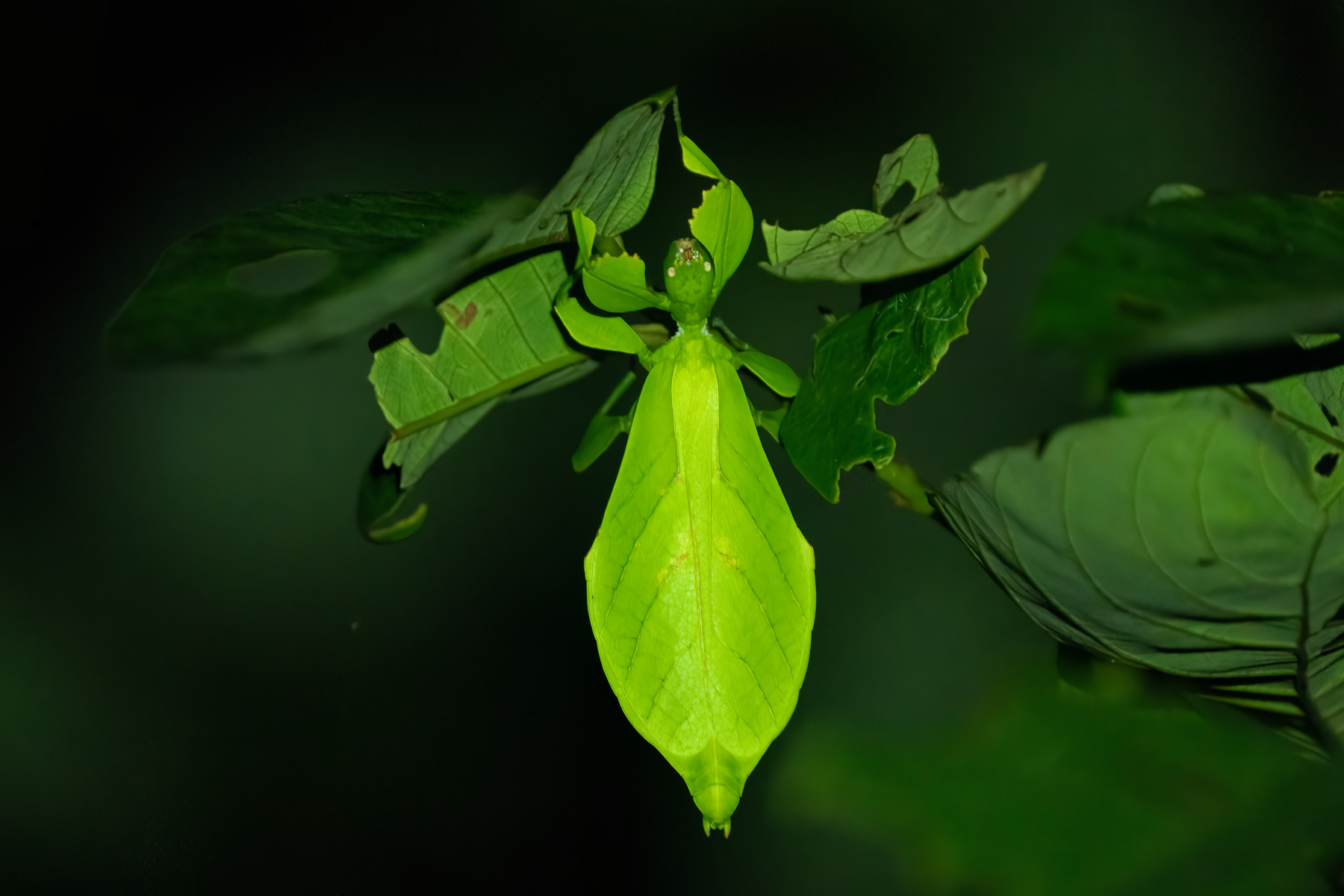 Leaf insect (image by Inger Vandyke)
