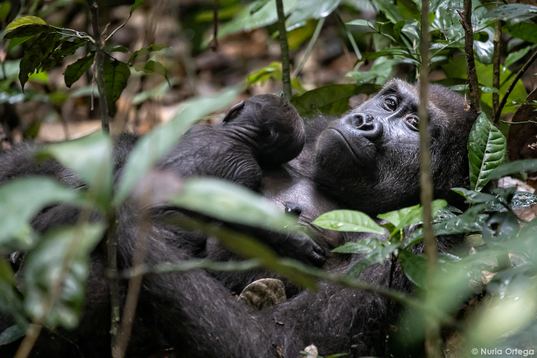 Western Lowland Gorilla (image by Nuria Ortega)