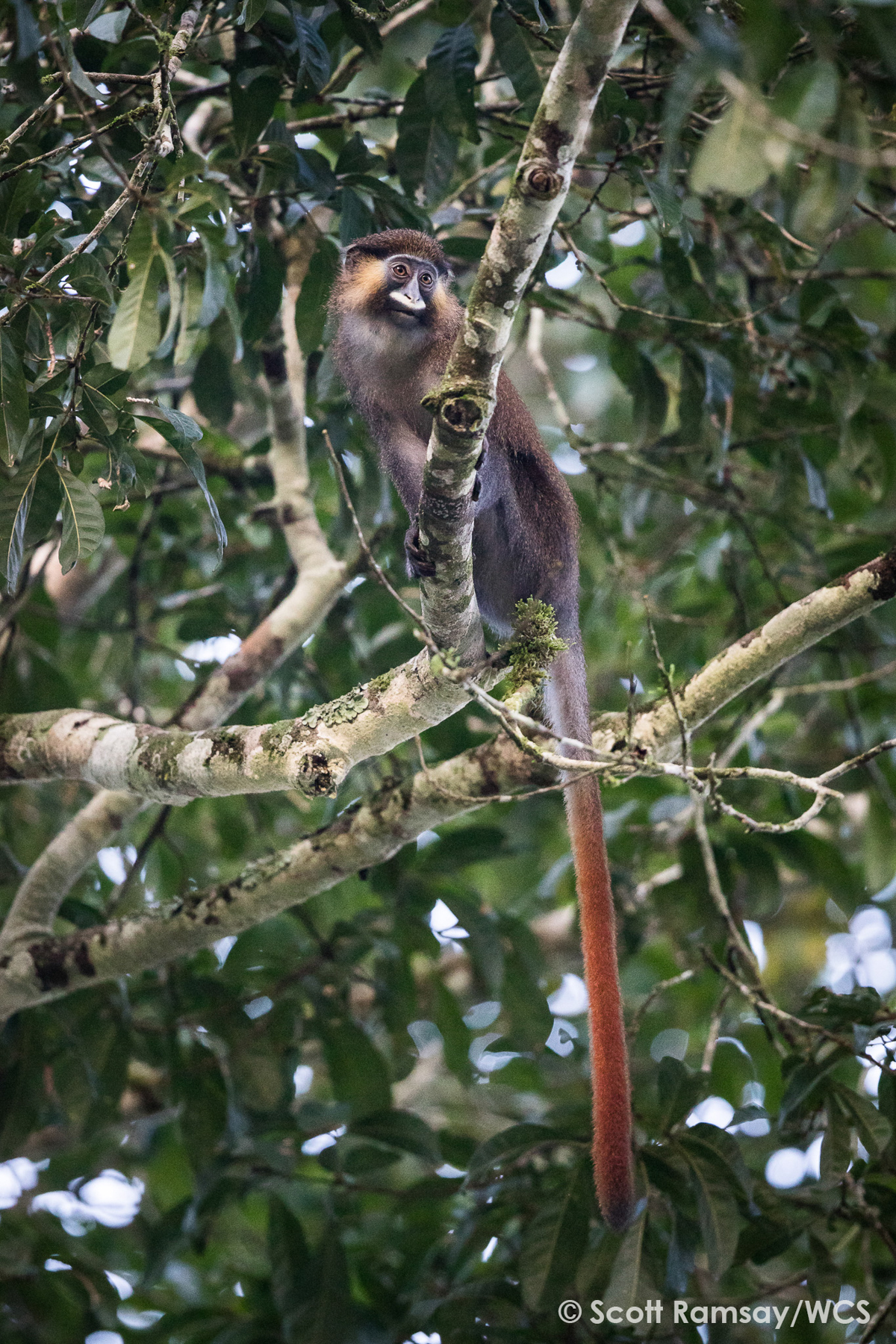 A lovely Moustached Guenon (image by Expeditions Ducret)