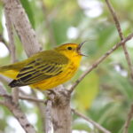 Mangrove Warbler (image by János Oláh