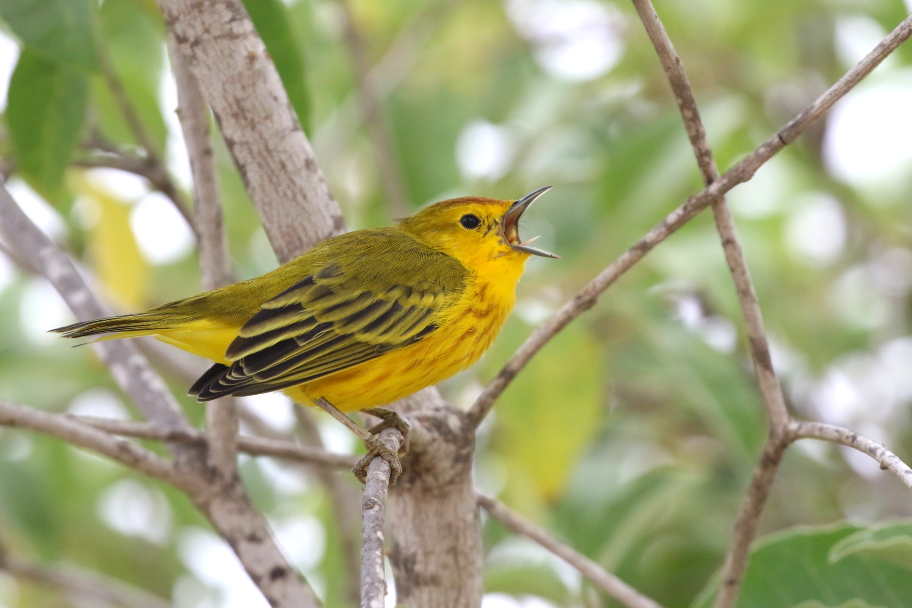 Mangrove Warbler (image by János Oláh