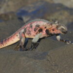 Marine Iguana (image by János Oláh)