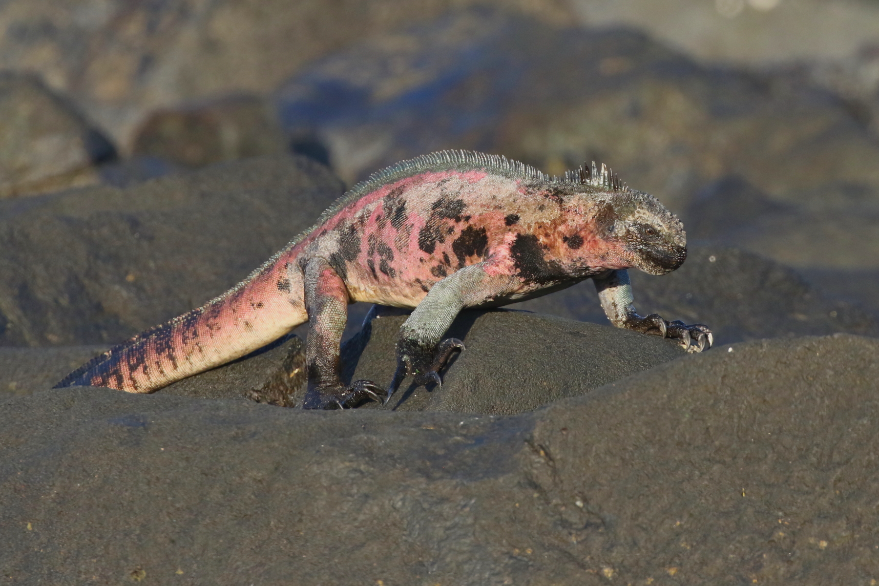 Marine Iguana (image by János Oláh)