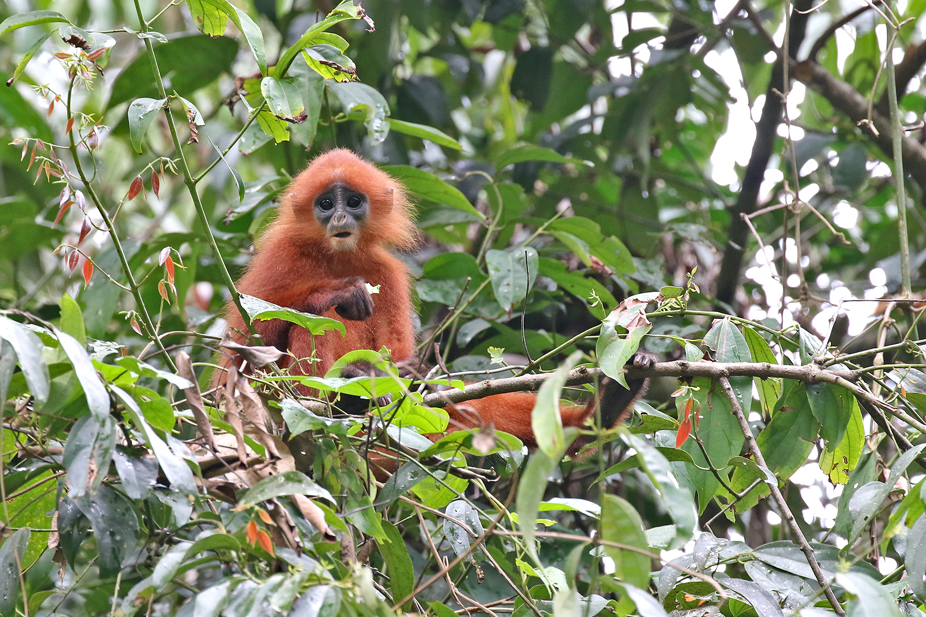 Maroon Langur (image by Pete Morris)