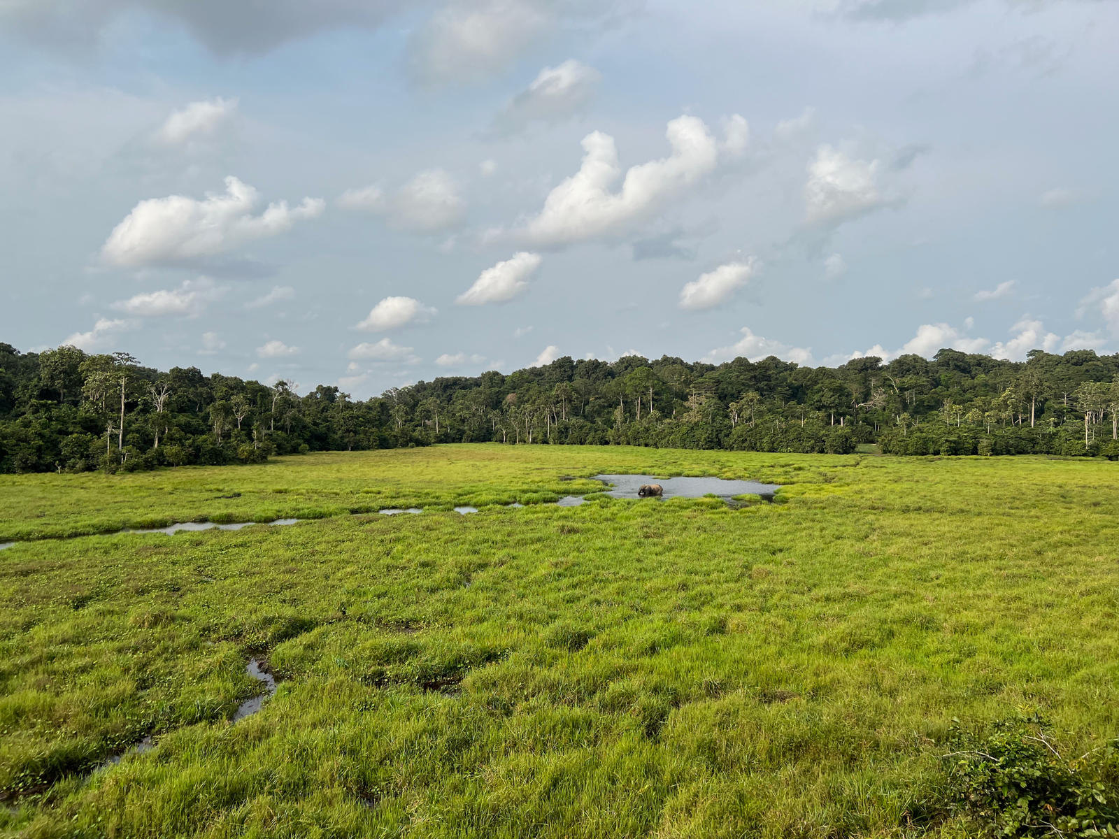 A lone Forest Elephant enjoys a swim in a remote bai (image by Expeditions Ducret)