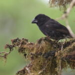 Medium Ground Finch (image by János Oláh)
