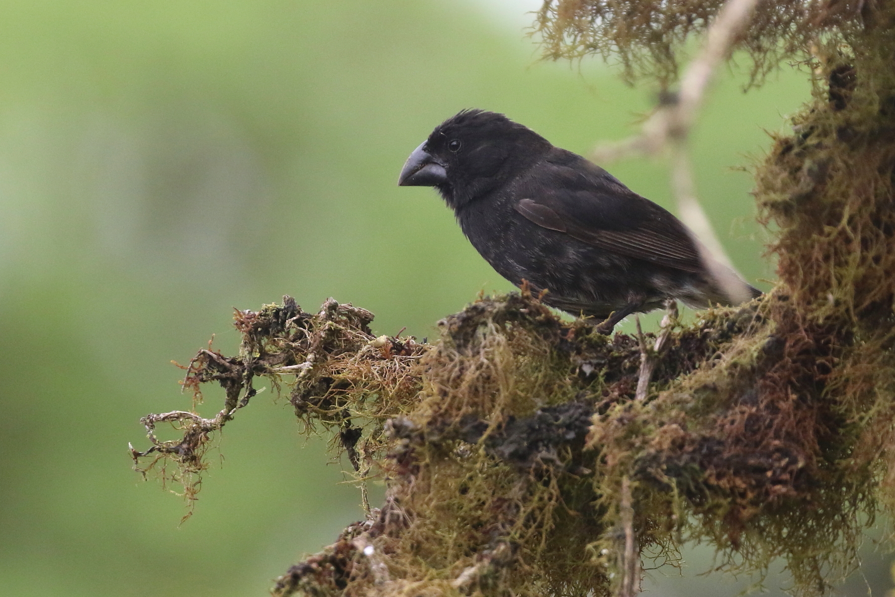 Medium Ground Finch (image by János Oláh)