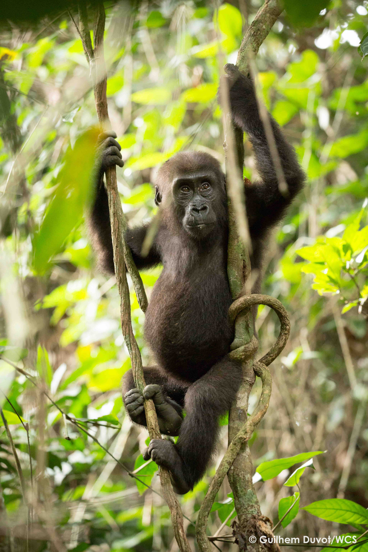 A young Bonobo enjoying a contemplative moment in the vines (image by Guilhelm Duvot)