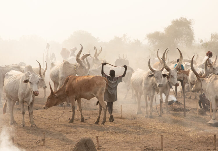 The dust and light of Mundari cattle camps is incredible (image by Inger Vandyke)