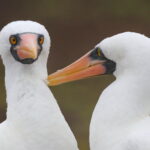 Nazca Booby (image by János Oláh)