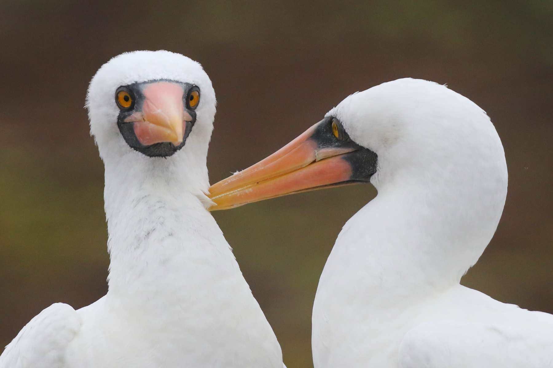 Nazca Booby (image by János Oláh)