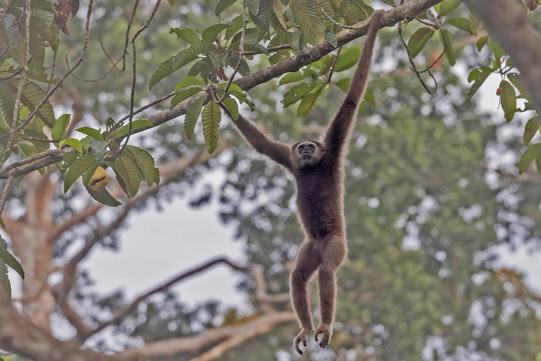 Northern Grey Gibbon (image by Pete Morris)
