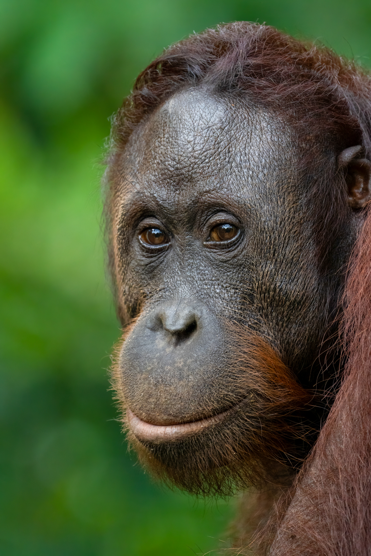 Orangutan (image by Inger Vandyke)
