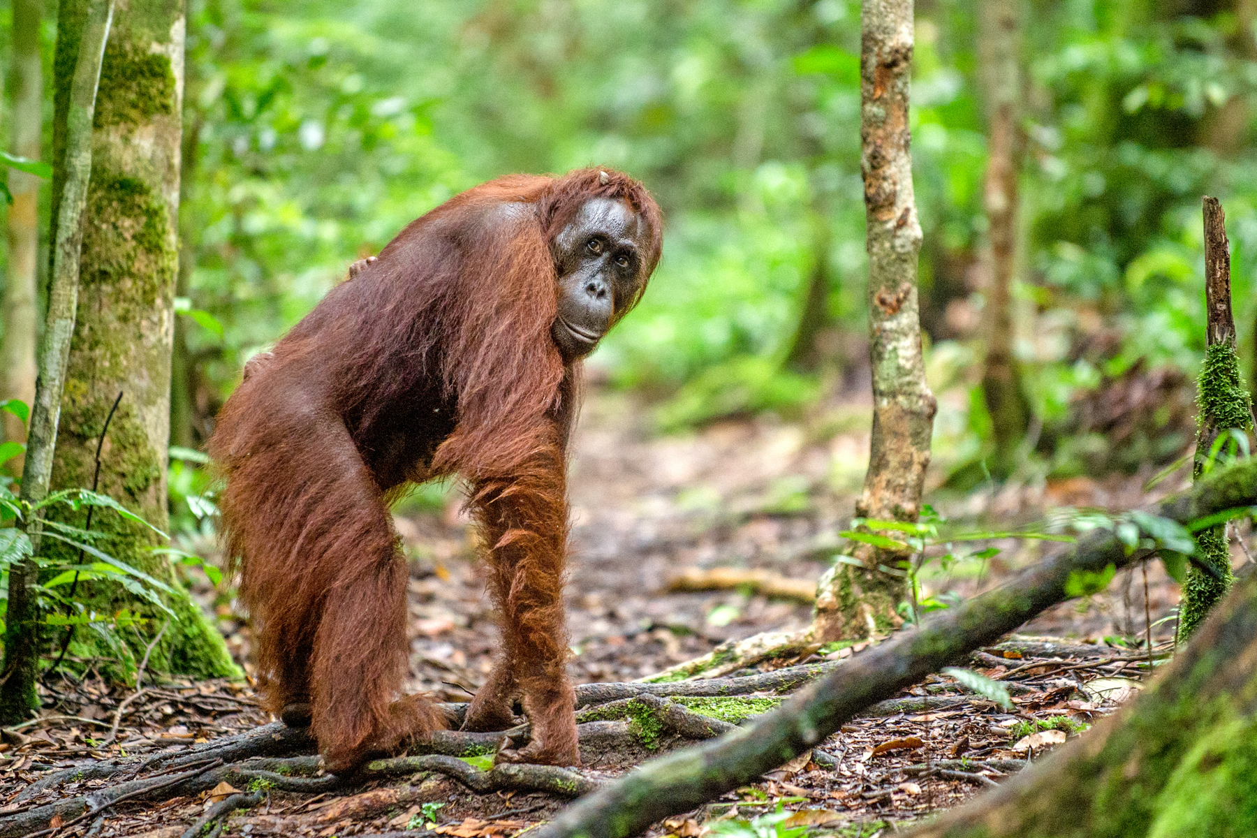 Orangutan