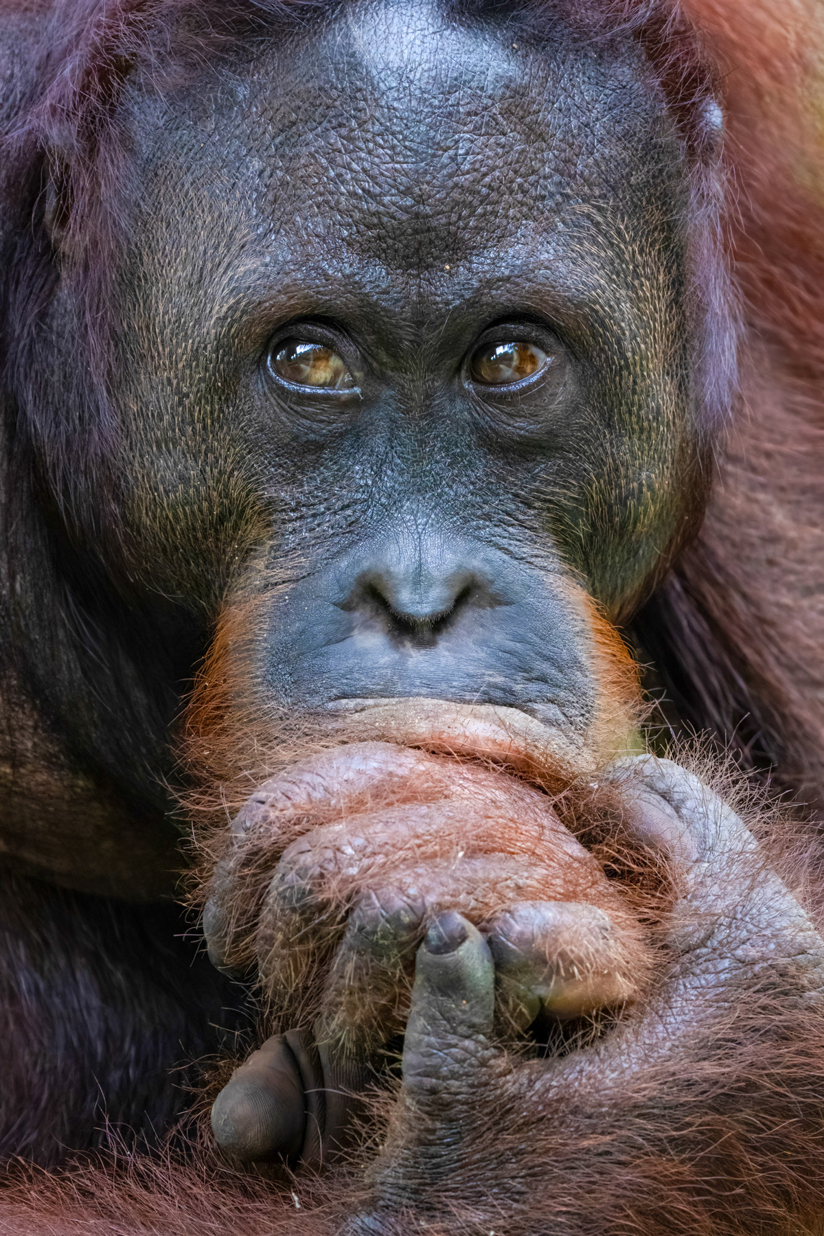 Orangutan (image by Inger Vandyke)