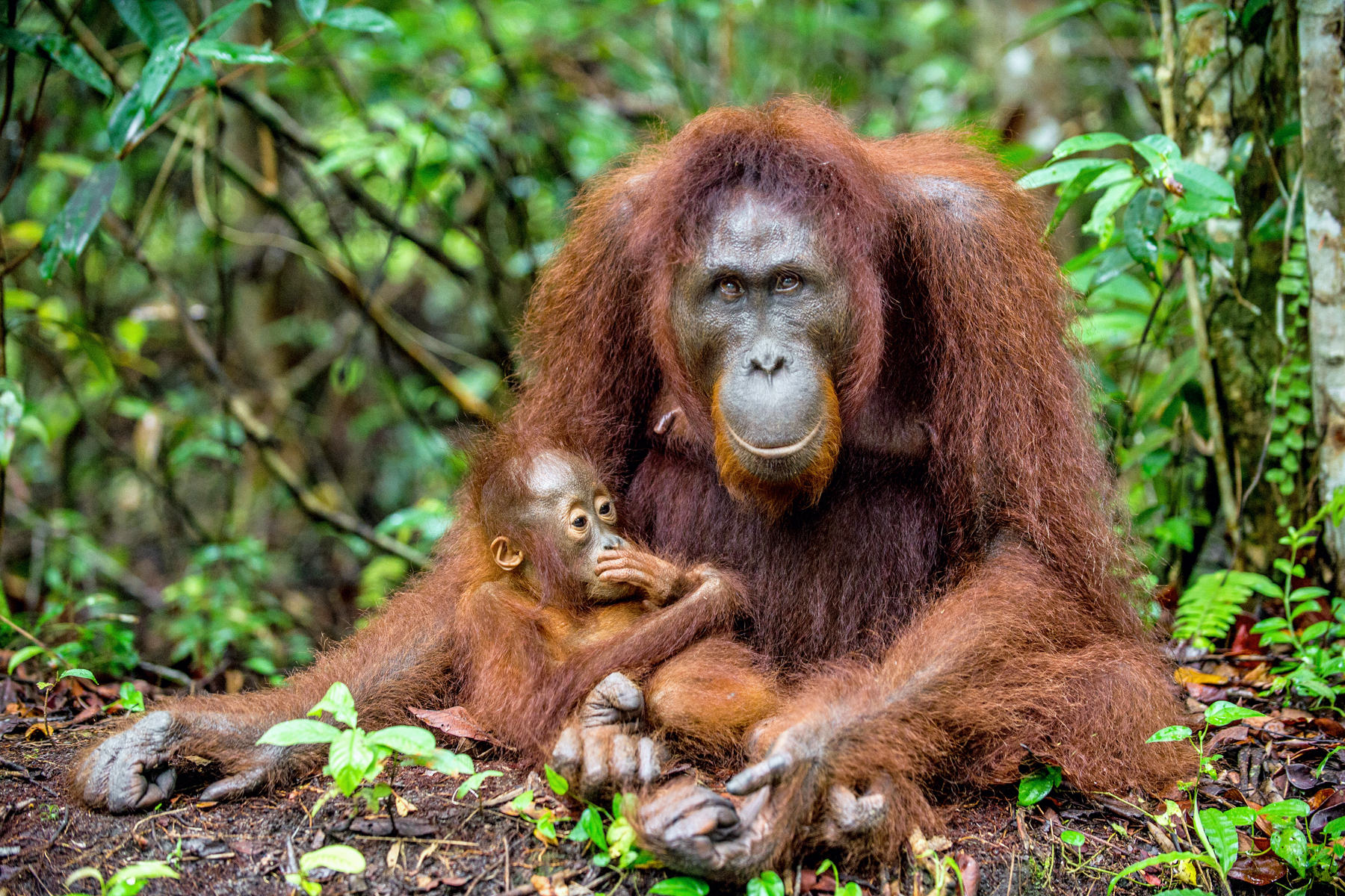 Female Orangutan and baby