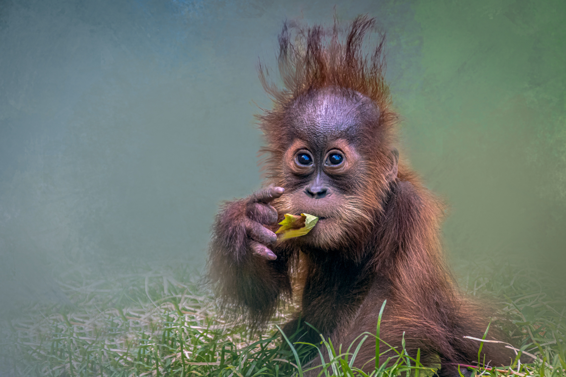 A young orangutan eating a leaf
