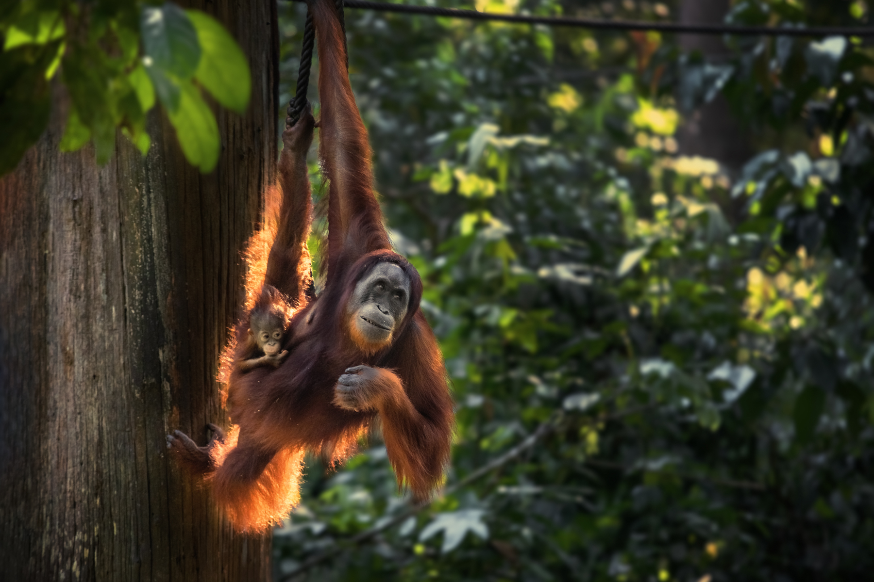 Orangutan mother and baby