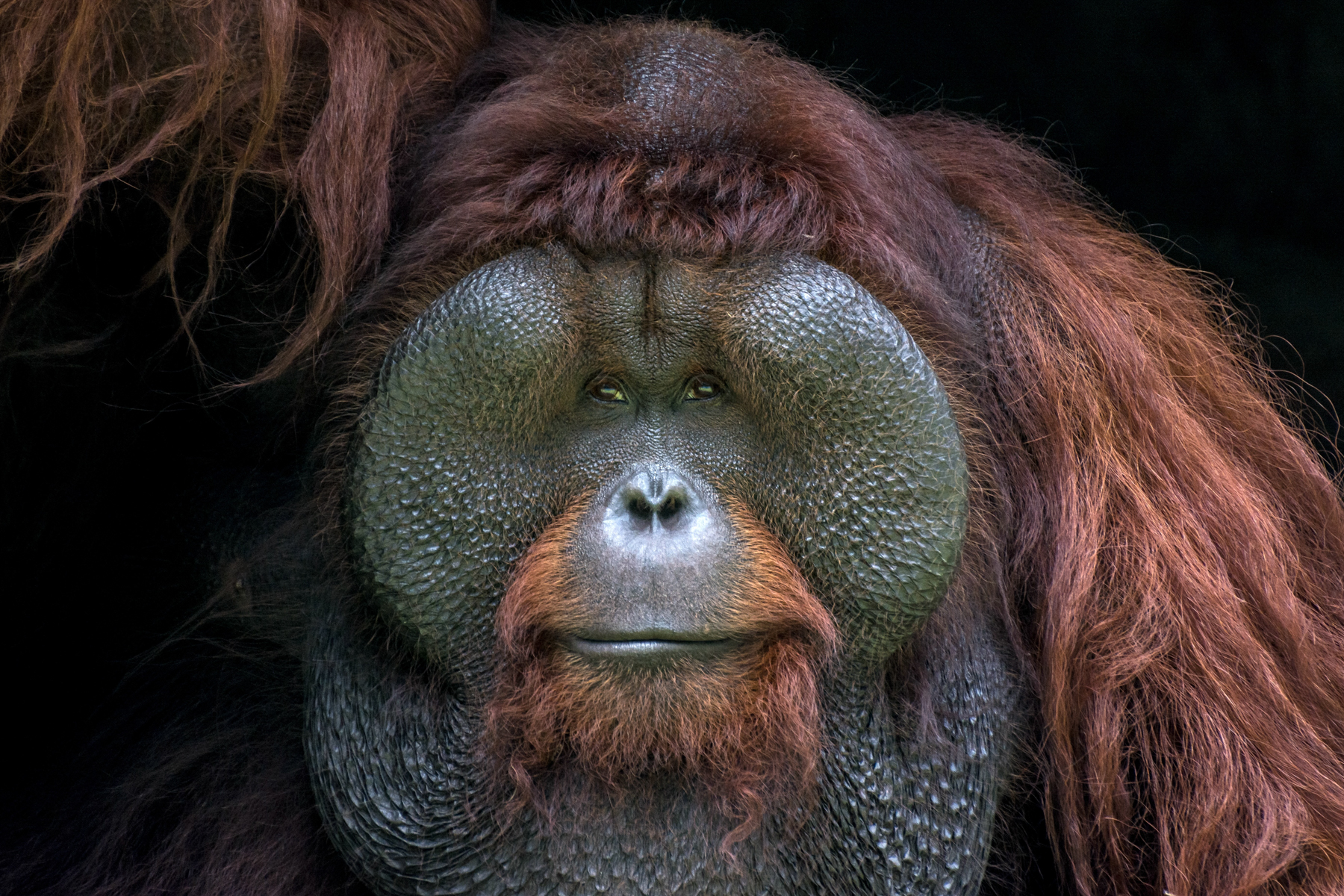 Male Orangutan