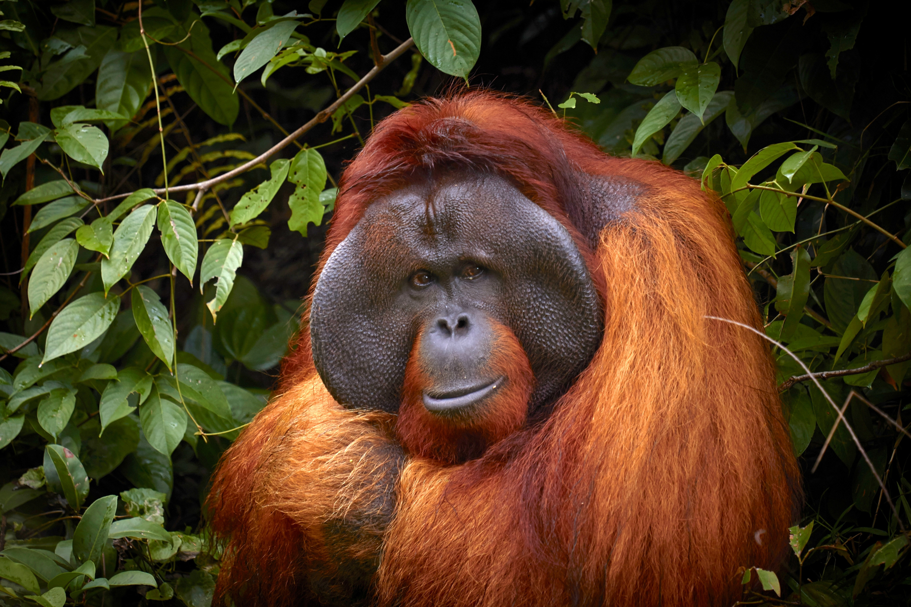 A large male Orangutan