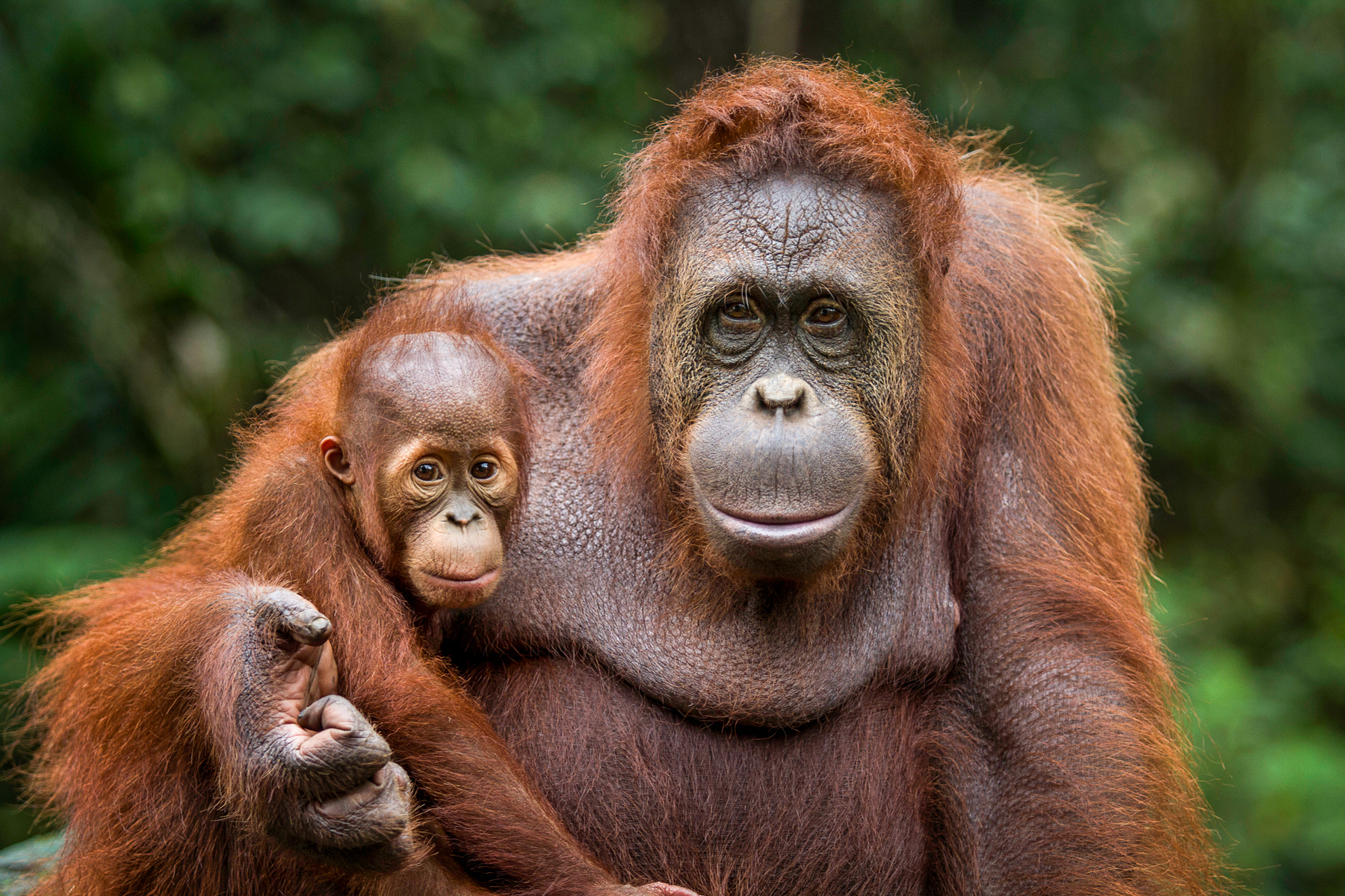 Orangutan mother and baby