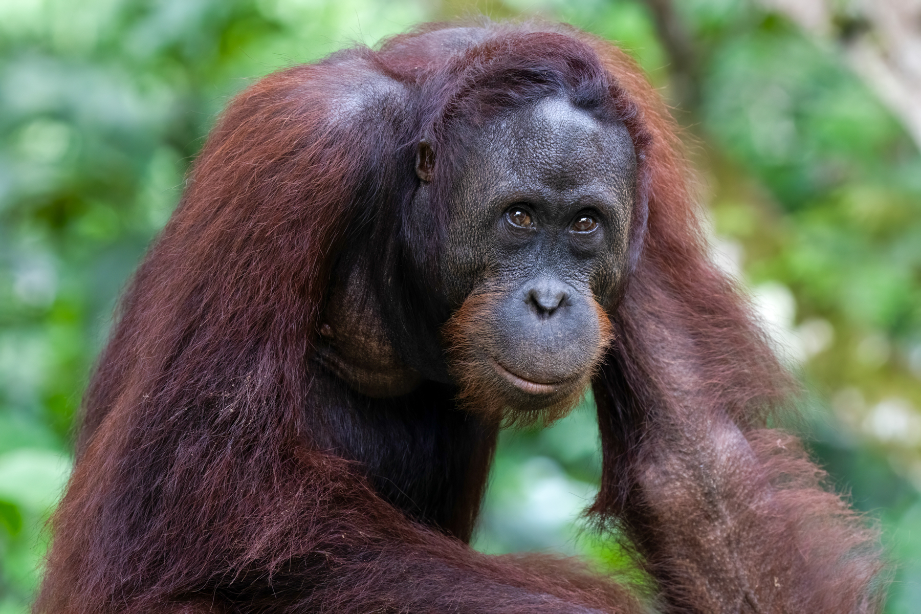 Orangutan (image by Inger Vandyke)