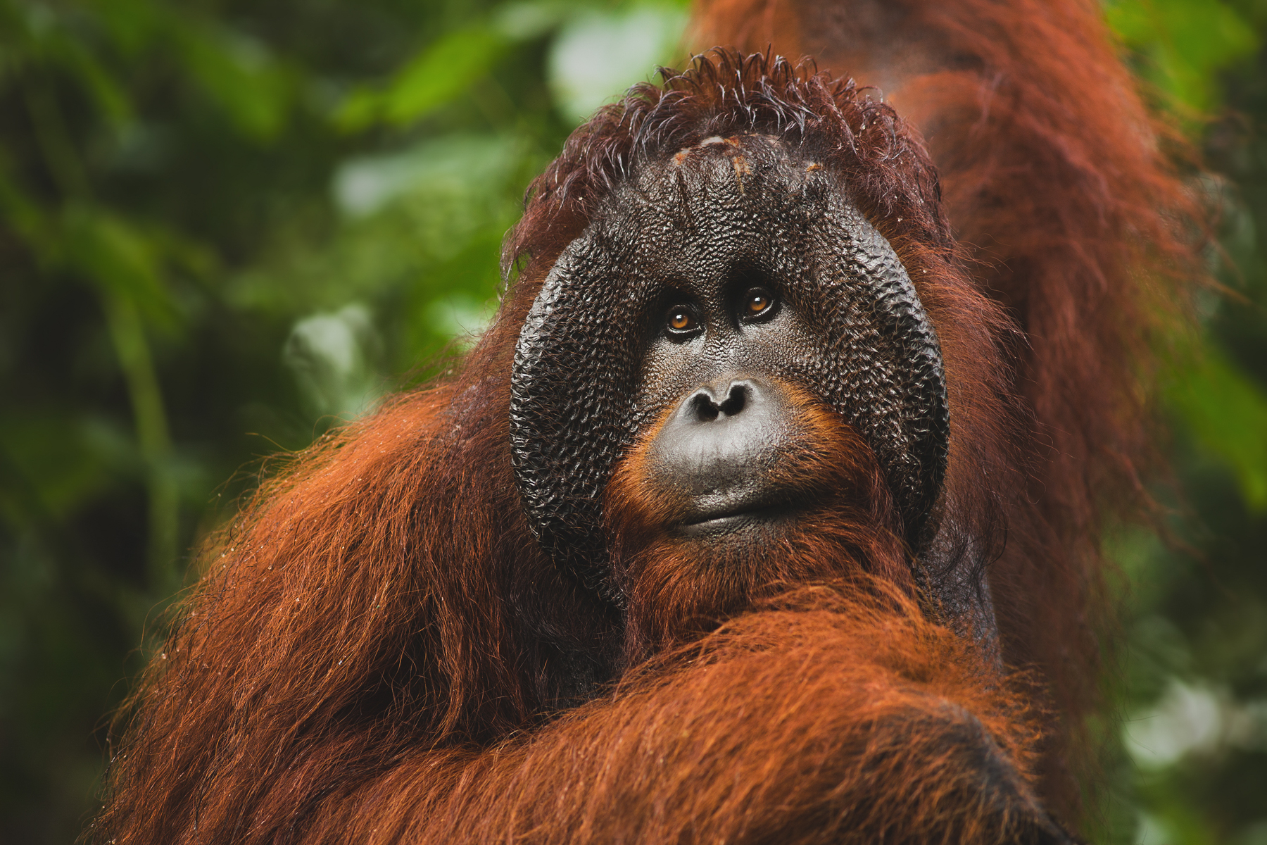 Male Orangutan