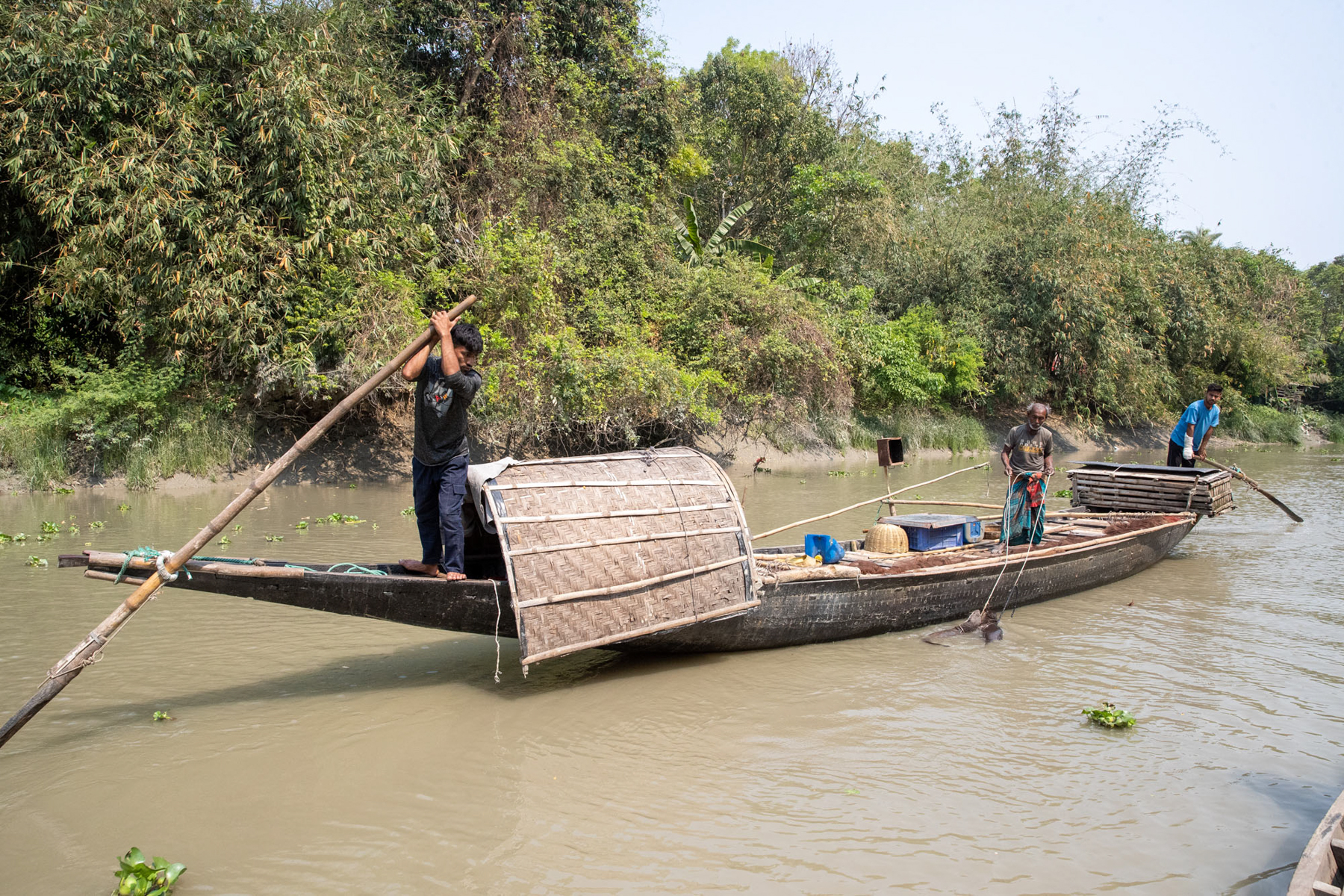 The fascinating and ancient pratice of fishing with otters, at the edge of the Sundarban wilderness (image by Yousuf Tushar)