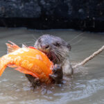 An Otter with his prized fish catch (image by Yousuf Tushar)