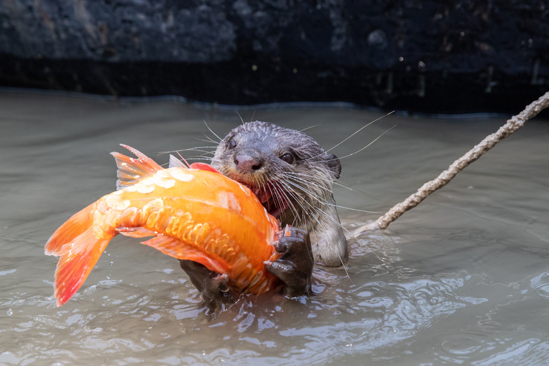 An Otter with his prized fish catch (image by Yousuf Tushar)