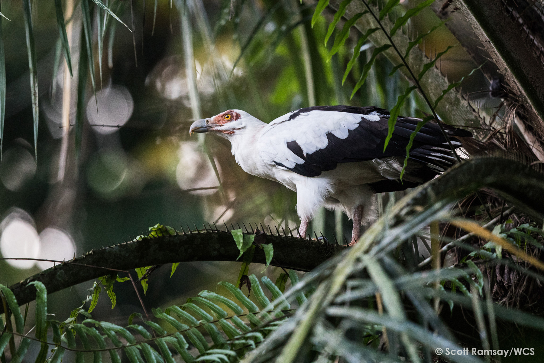 Portrait of a Palm Nut Vulture, one of Africa's prettiest vultures (image by Scott Ramsay)