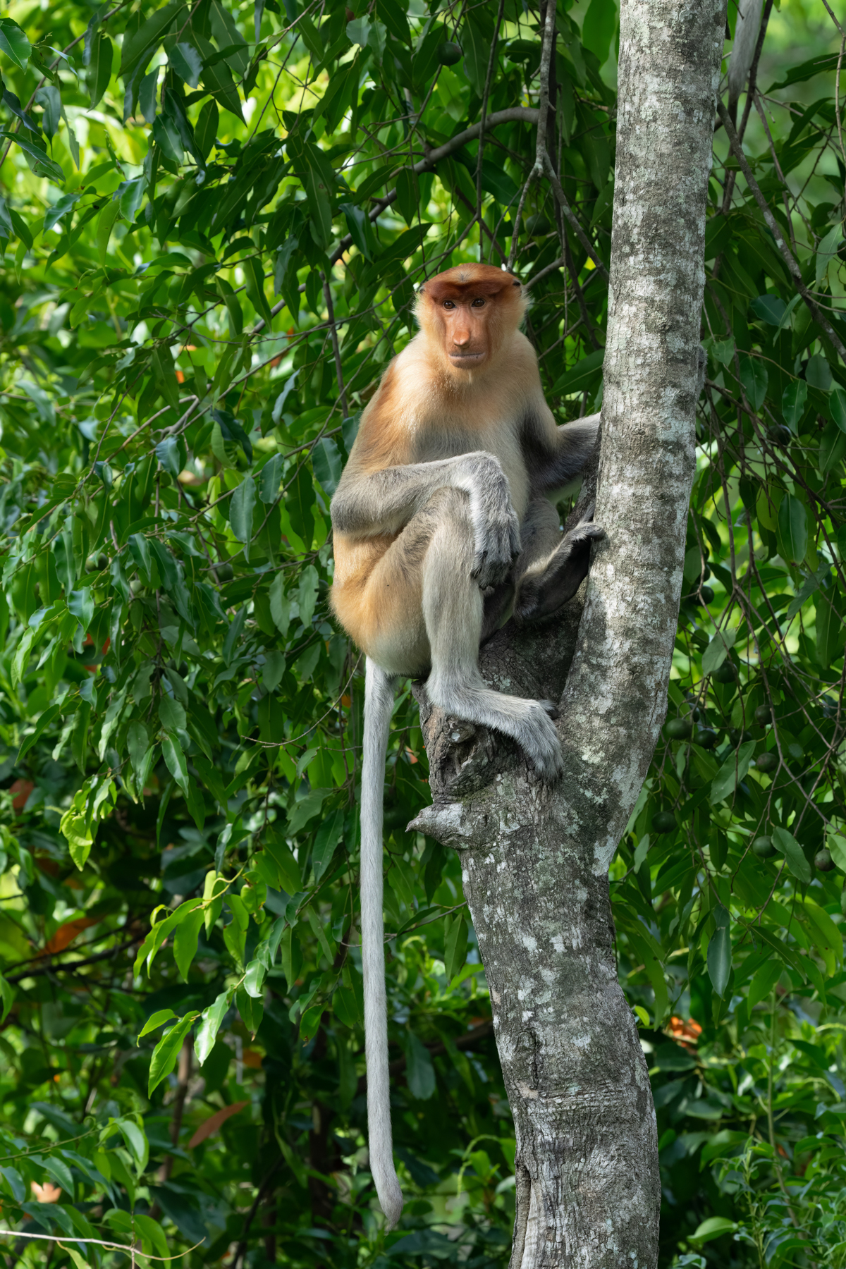 Proboscis Monkey (image by Inger Vandyke)