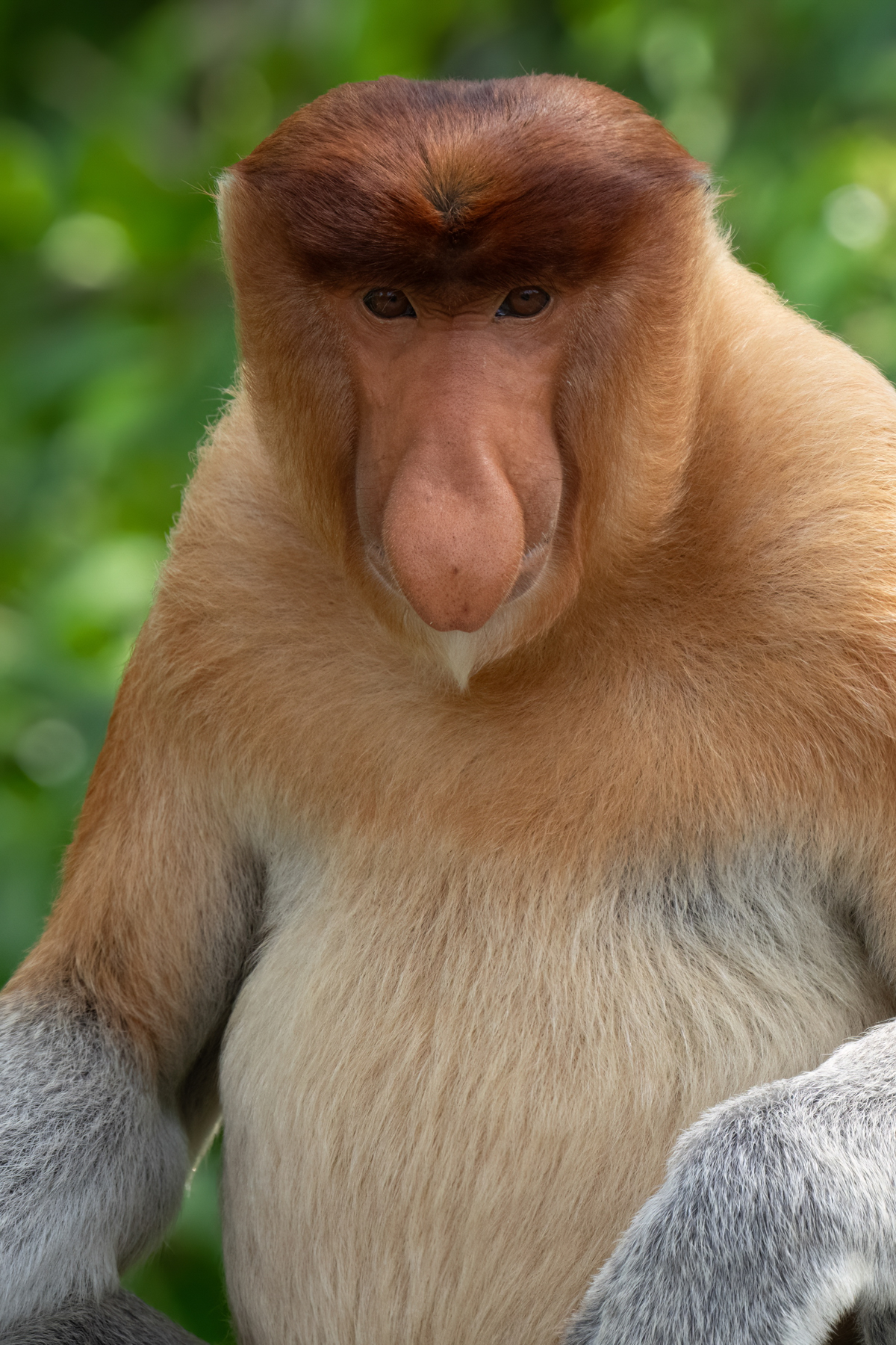 Proboscis Monkey (image by Inger Vandyke)