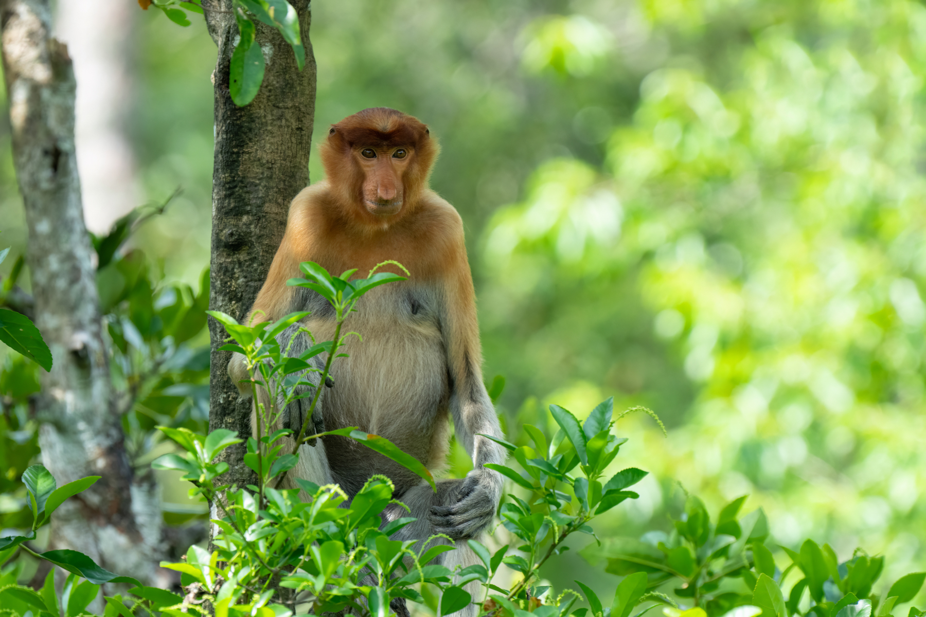 Proboscis Monkey (image by Inger Vandyke)