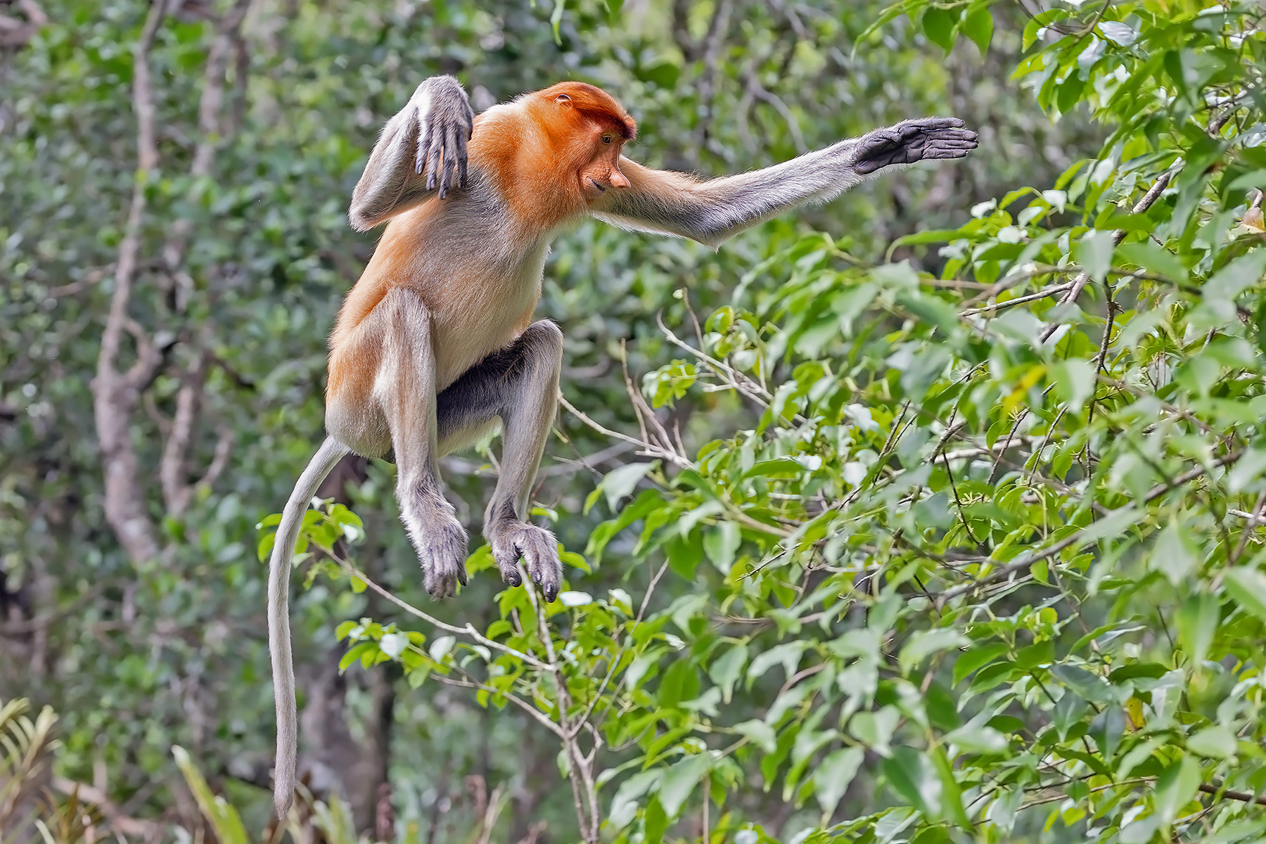 Leaping Proboscis Monkey (image by Pete Morris)