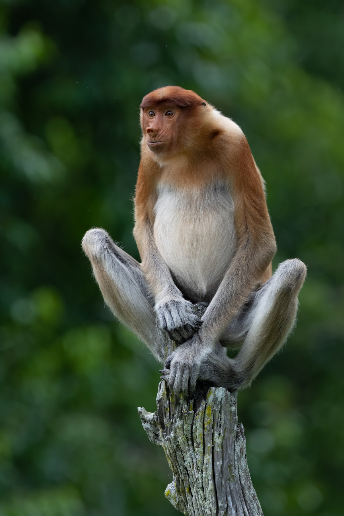 Proboscis Monkey (image by Inger Vandyke)