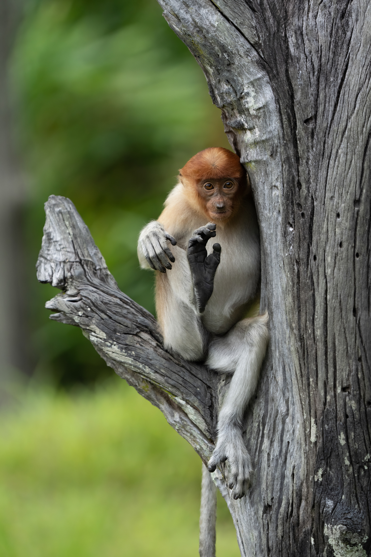 Proboscis Monkey (image by Inger Vandyke)