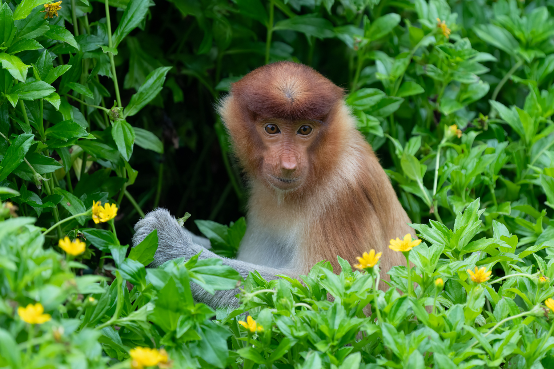 Proboscis Monkey youngster (image by Inger Vandyke)