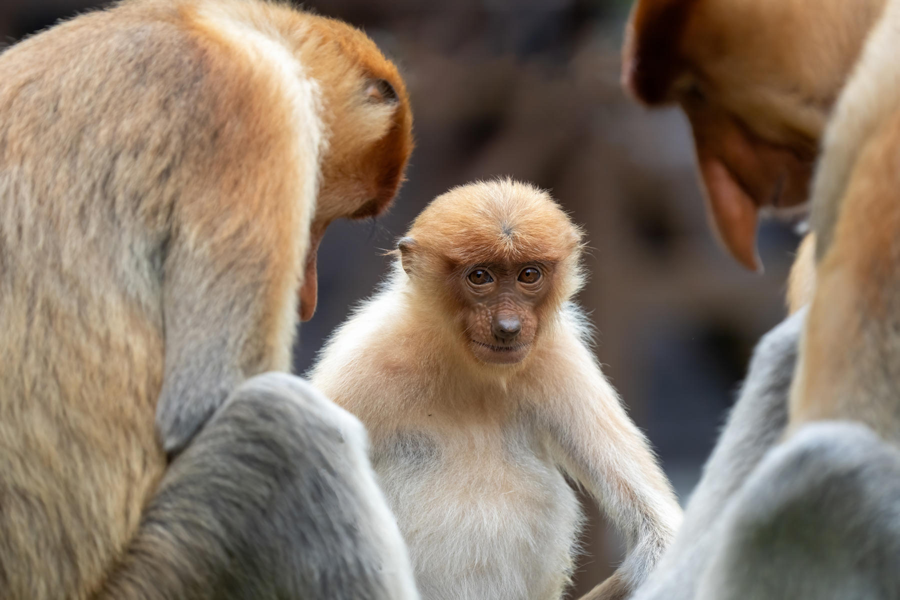 Proboscis Monkeys (image by Inger Vandyke)