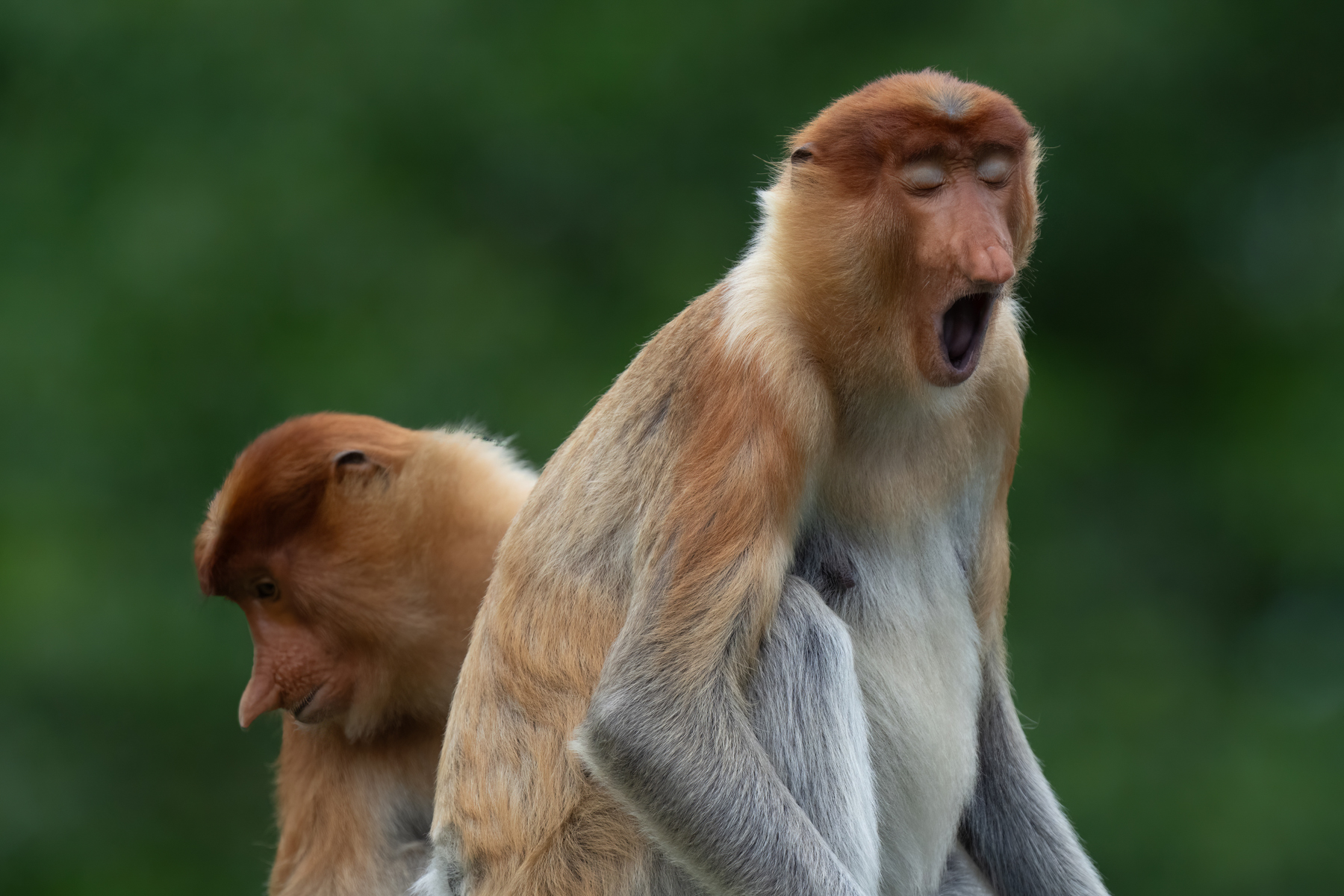 Proboscis yawn (image by Inger Vandyke)