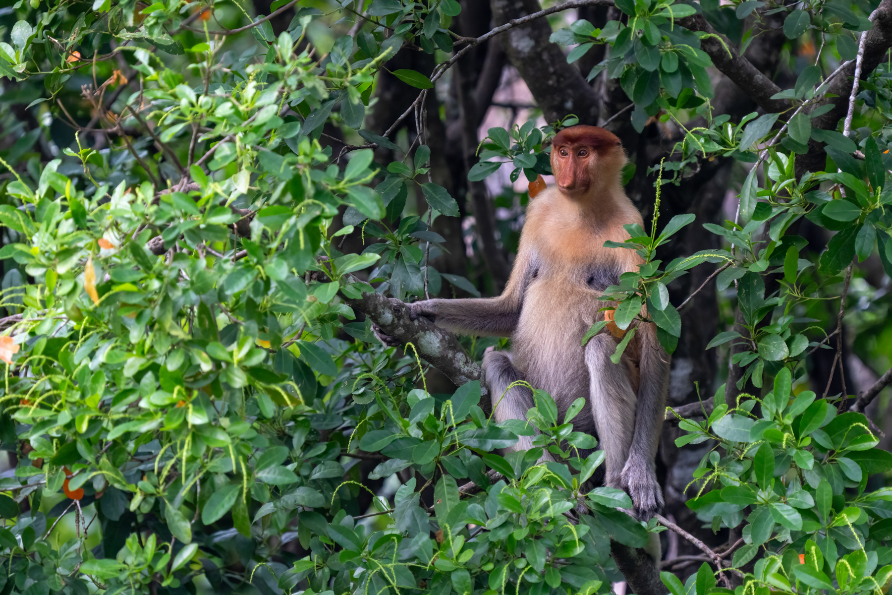 Proboscis monkey (image by Inger Vandyke)