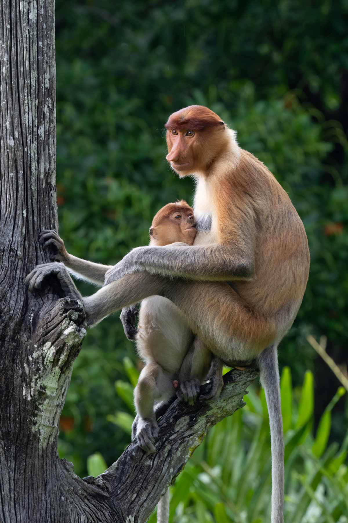 Proboscis mother and baby (image by Inger Vandyke)