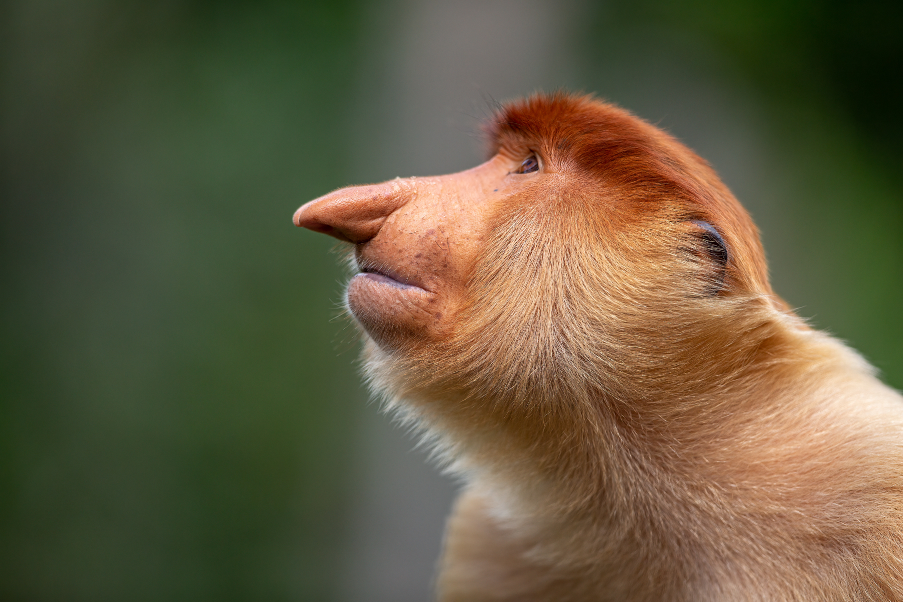 Profile of a Proboscis Monkey
