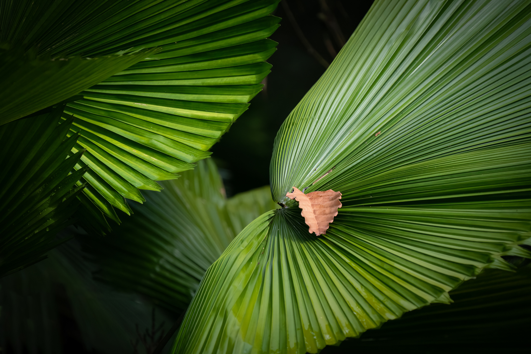 Abstract of rainforest leaves (image by Inger Vandyke)